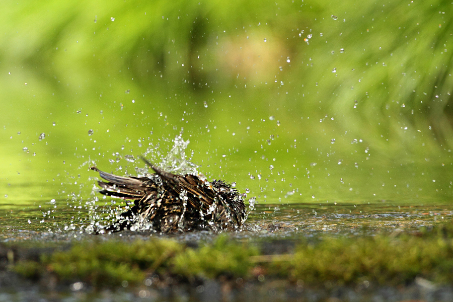 &Scaron;paček obecn&yacute; (Sturnus vulgaris)