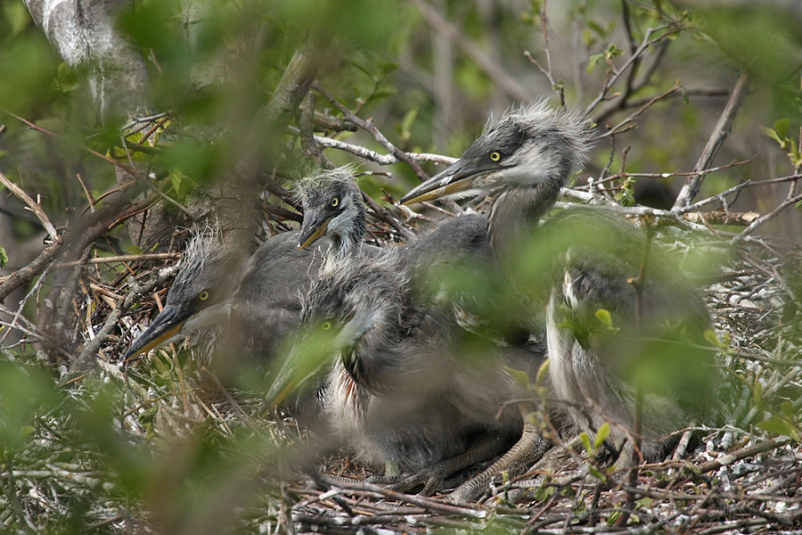  Volavka popelav&aacute; (Ardea cinerea)