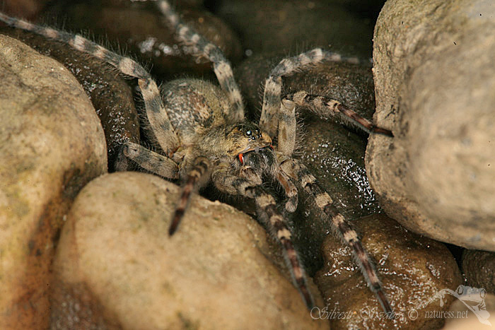 Slíďák břehový (Arctosa cinerea)