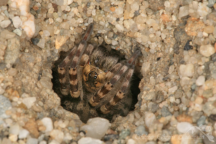 Slíďák břehový (Arctosa cinerea)