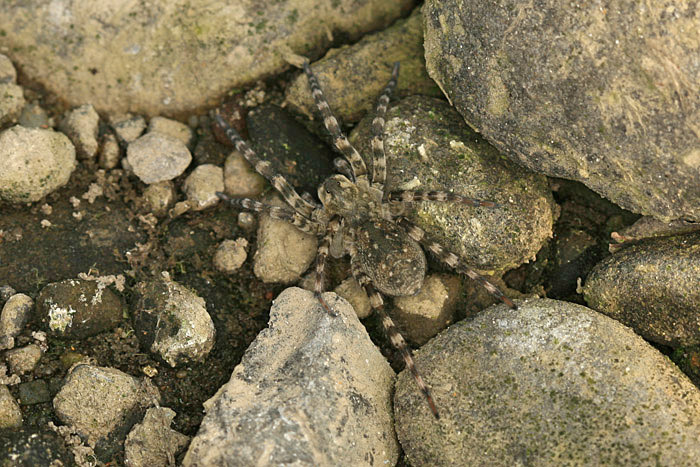 Slíďák břehový (Arctosa cinerea)