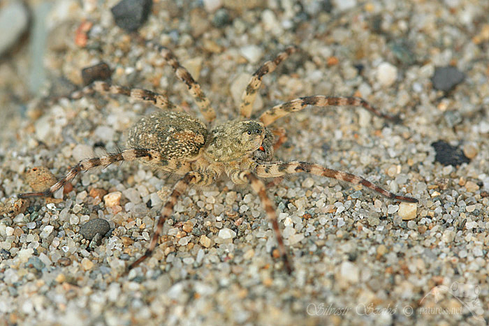 Slíďák břehový (Arctosa cinerea)