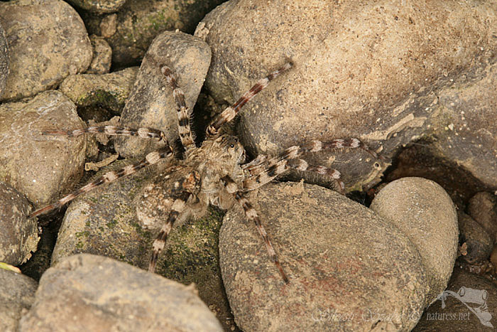 Slíďák břehový (Arctosa cinerea)