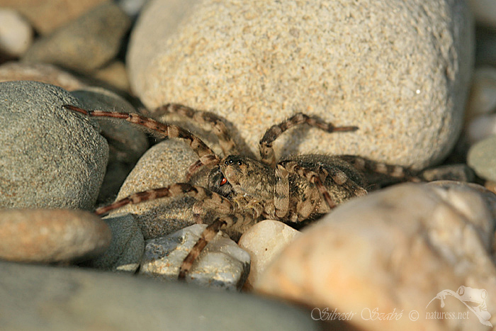 Slíďák břehový (Arctosa cinerea)