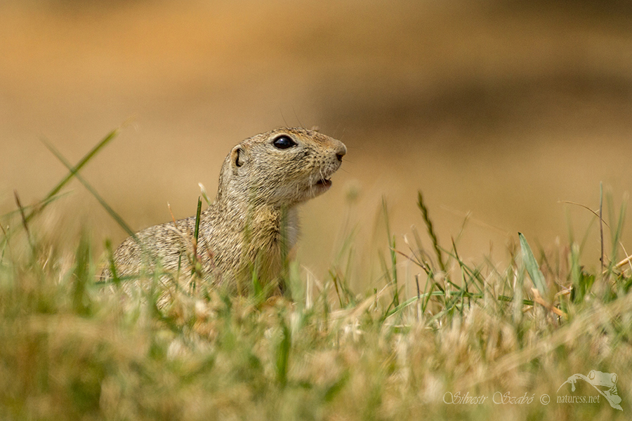 Sysel obecn&yacute; (Spermophilus citellus)