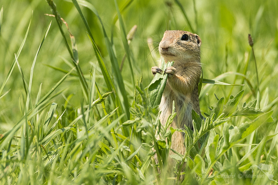 Sysel obecn&yacute; (Spermophilus citellus)