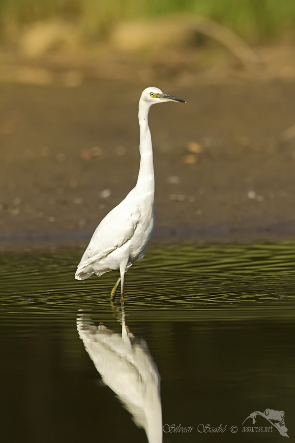 Volavka stříbřitá (Egretta garzetta)