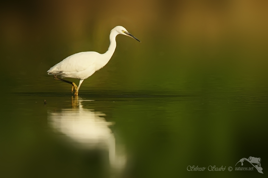 Volavka stříbřitá (Egretta garzetta)