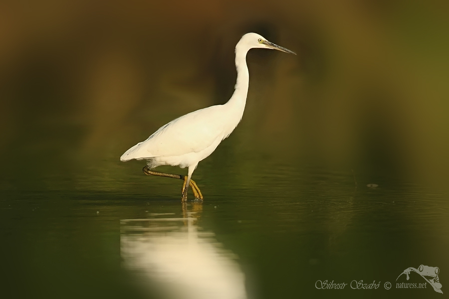 Volavka stříbřitá (Egretta garzetta)