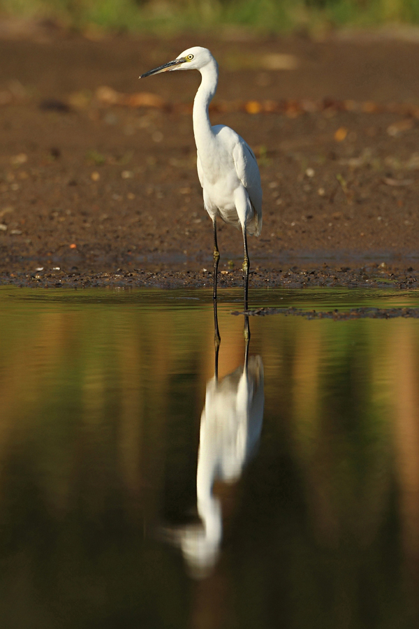 Volavka stříbřitá (Egretta garzetta)