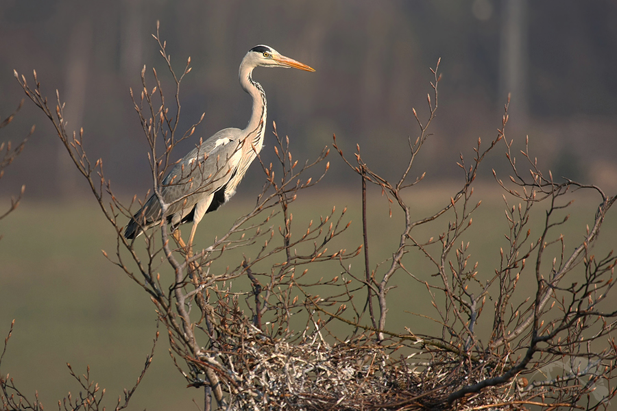 Volavka popelav&aacute; (Ardea cinerea)